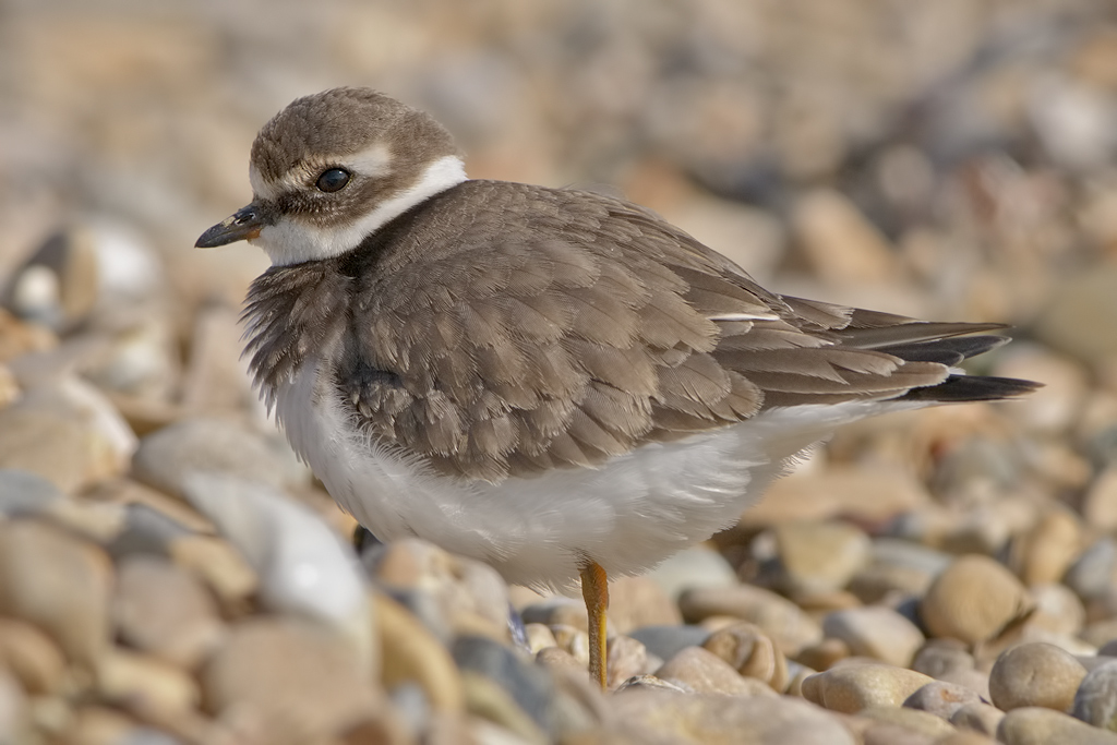 Corriere grosso (Charadrius hiaticula)